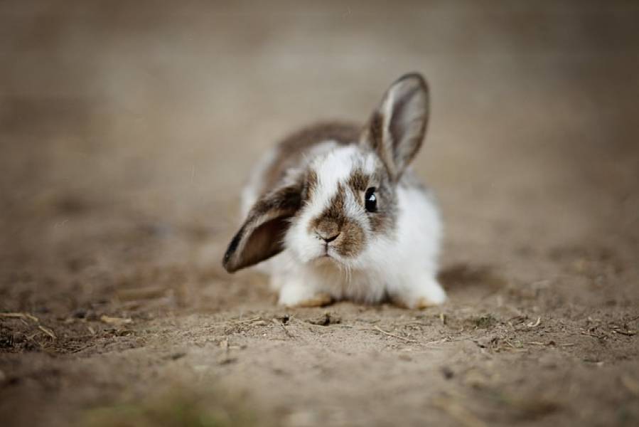 Czy króliki mogą jeść liście borówki?