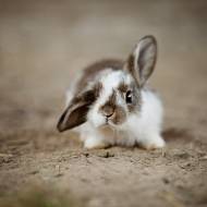 Czy króliki mogą jeść liście borówki?