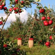 Czy jabłka z kompotu są zdrowe?