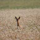 Czy kaszę gryczaną trzeba płukać?