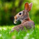 Czy królik może jeść maliny?