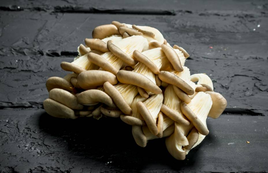 Boczniaki – wspaniałe przepisy dla miłośników grzybów