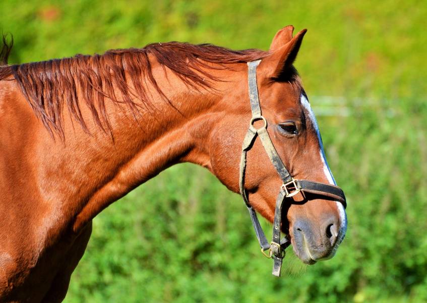 Lucerna granulowana – naturalne źródło białka dla koni