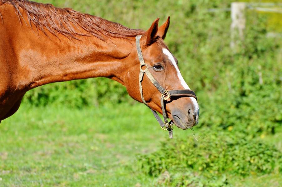 Wartość odżywcza lucerny granulowanej w diecie koni