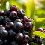 Aronia – superfood pełen zdrowotnych korzyści i bioaktywnych związków