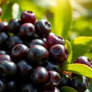 Aronia – superfood pełen zdrowotnych korzyści i bioaktywnych związków