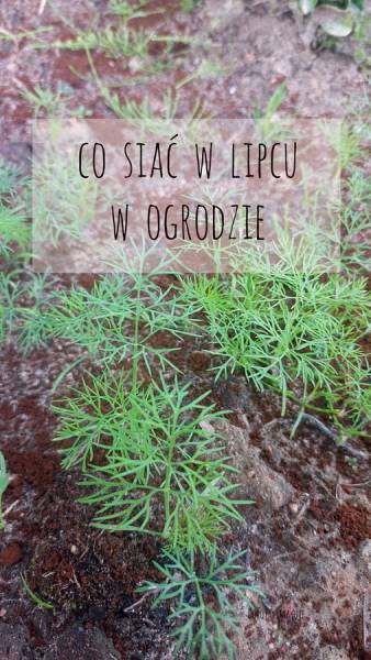 Co siać w lipcu w ogrodzie