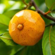 Santol – zdrowe właściwości tropikalnego owocu dla twojego organizmu