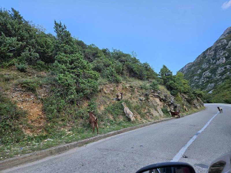 Pasujl Czarnogórski