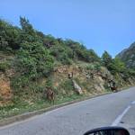 Pasujl Czarnogórski