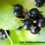 Mikstura wzmacniająca odporność.