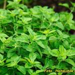Oregano – do czego używać, jak przechowywać i jaki smak nadaje potrawom ? Kompletny poradnik.